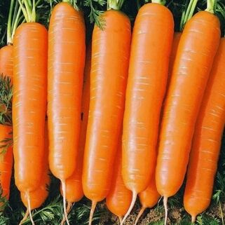 Морковь Карамелька семена