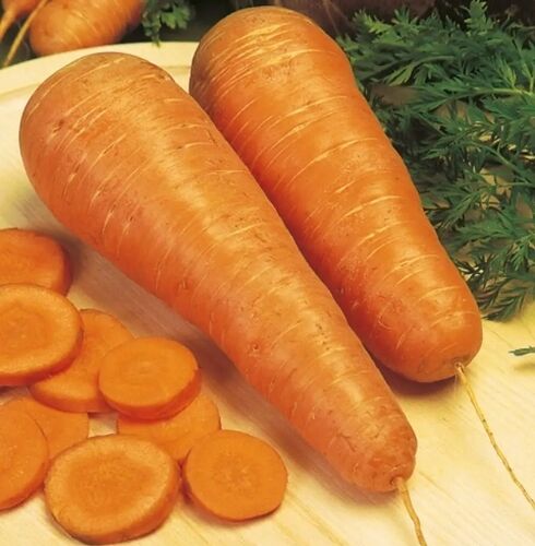 Морковь Шантенэ 2461 семена