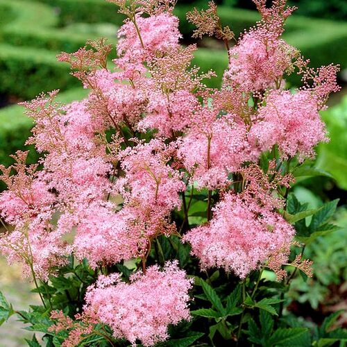 Filipendula rubra 'Venusta' Farmyard Nurseries Farm yard, Nursery, Plants