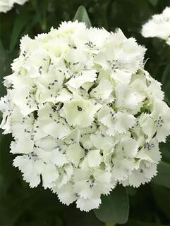 Гвоздика бородатая Dart White ( Дарт Вайт)