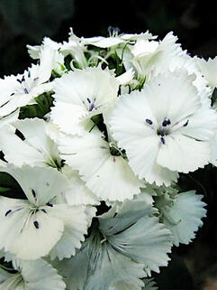 Гвоздика бородатая Dart White ( Дарт Вайт)