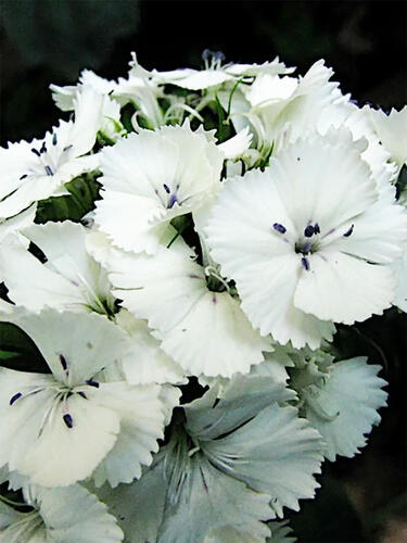 Гвоздика бородатая Dart White ( Дарт Вайт)