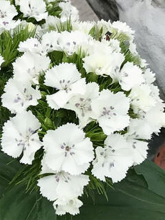 Гвоздика бородатая Dart White ( Дарт Вайт)