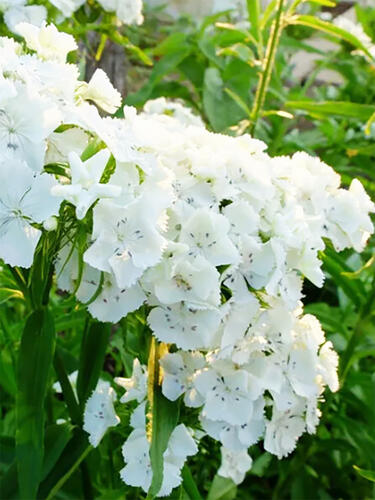 Гвоздика бородатая Dart White ( Дарт Вайт)