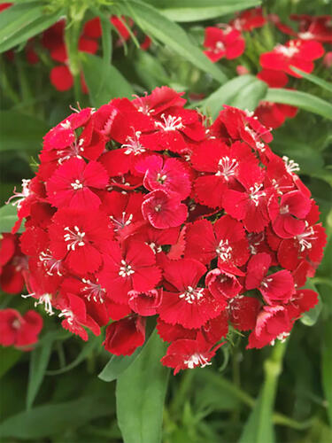 Гвоздика бородатая Dart Scarlet ( Дарт Скарлет)