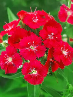 Гвоздика бородатая Dart Scarlet ( Дарт Скарлет)