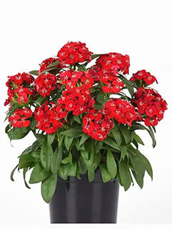 Гвоздика бородатая Dart Scarlet ( Дарт Скарлет)