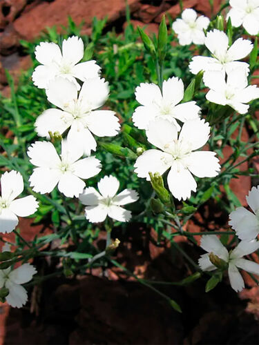 Гвоздика травянка Albus (Альбус)