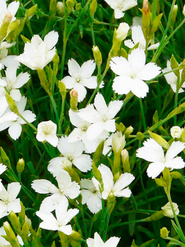 Гвоздика травянка Albus (Альбус)