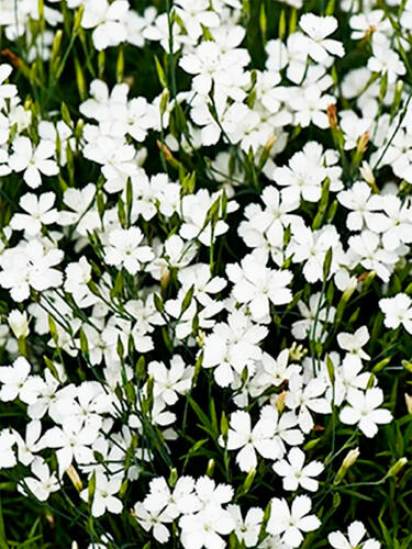 Гвоздика травянка Albus (Альбус)