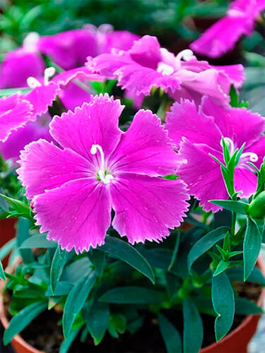 Гвоздика китайская Диана Блюберри