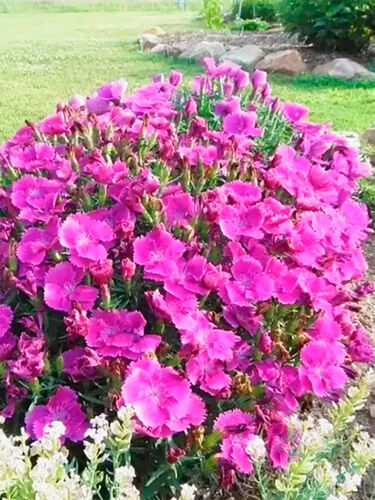 Гвоздика китайская Диана Блюберри