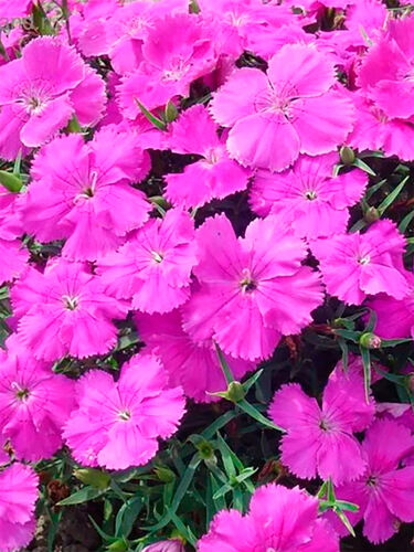 Гвоздика китайская Диана Блюберри