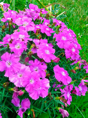 Гвоздика китайская Диана Блюберри