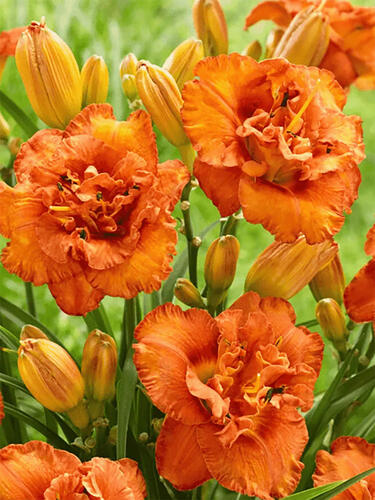 Лилейник Awesome Luck (Авесом Лак) 