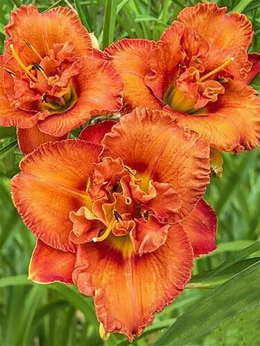 Лилейник Awesome Luck (Авесом Лак) 