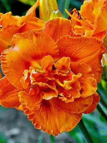 Лилейник Awesome Luck (Авесом Лак) 