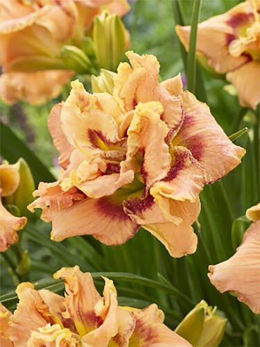 Лилейник Early Early Truffle (Эрли Эрли Трафл)