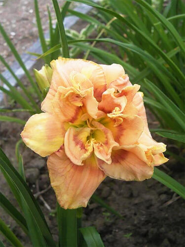 Лилейник Early Early Truffle (Эрли Эрли Трафл)