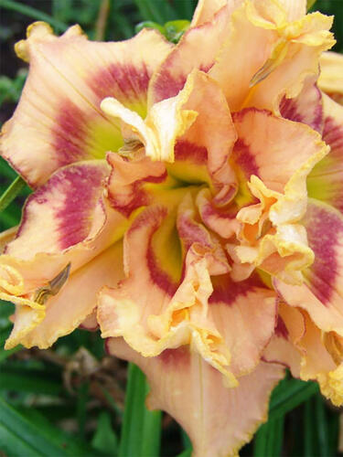 Лилейник Early Early Truffle (Эрли Эрли Трафл)