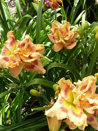 Лилейник Early Early Truffle (Эрли Эрли Трафл)