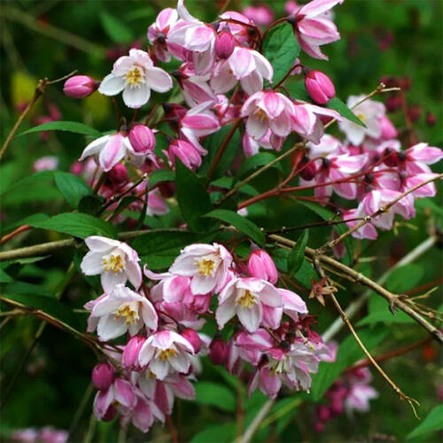 Дейция пурпурная Kalmiiflora (Калмифлора)