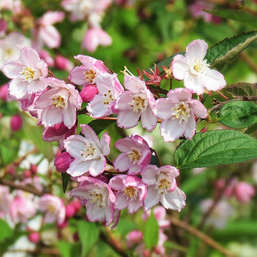 Дейция пурпурная Kalmiiflora (Калмифлора)