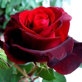 Роза чайно-гибридная Норита (Norita)