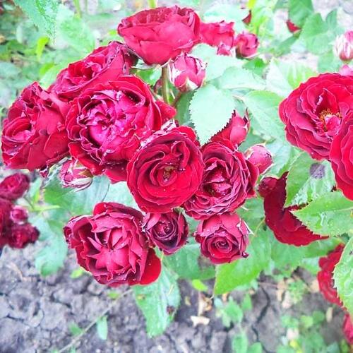 Роза патио и спрей Ред Сенсейшн (Red Sensation)