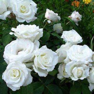 Роза чайно-гибридная Белый Медведь (White Bear)