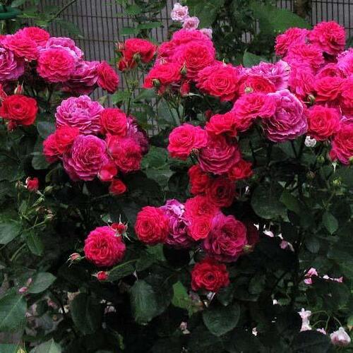 Роза флорибунда Домейн де Ст (Domaine de St)