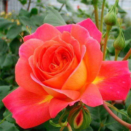 Роза флорибунда Мидсаммер (Midsummer)
