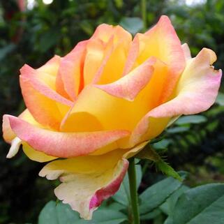 Роза чайно-гибридная Сальвадор