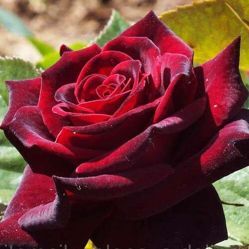 Роза чайно-гибридная Блэк Баккара (Black Baccara)