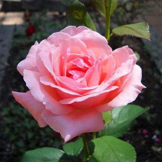 Роза чайно-гибридная Queen Elizabeth (Королева Елизавета)