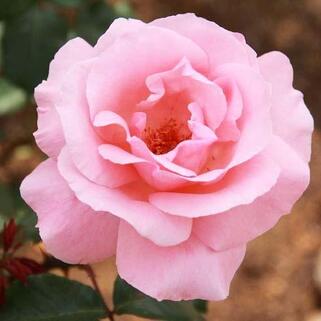 Роза чайно-гибридная Queen Elizabeth (Королева Елизавета)