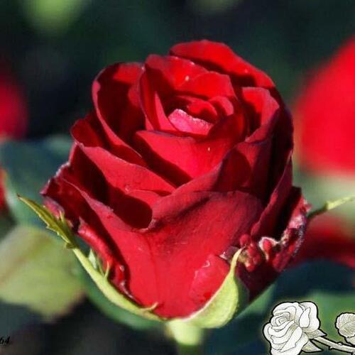 Роза чайно-гибридная Селена