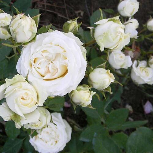 Роза миниатюрная Вайт Морсдаг (White Morsdag)