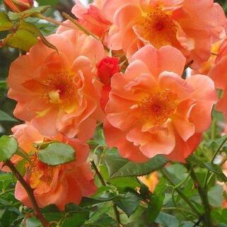 Роза шраб Вестерланд (Westerland)