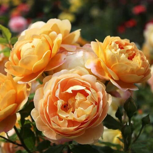 Роза английская кустовая Голден Селебрейшн (Golden Celebration)