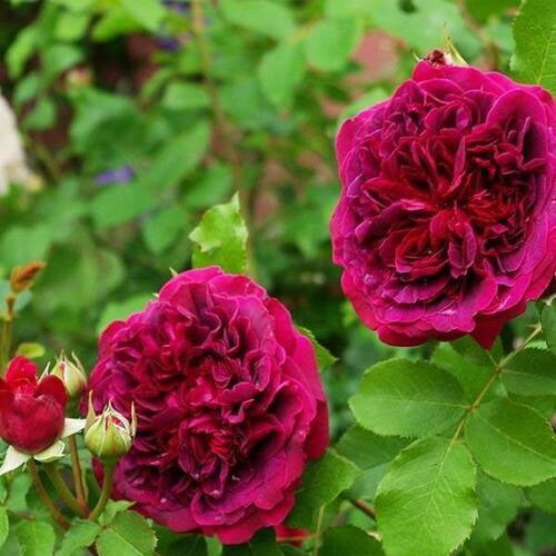 Роза английская кустовая Вильям Шекспир (William Shakespeare)