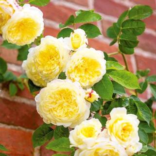 Роза английская кустовая Пилигрим (Pilgrim)