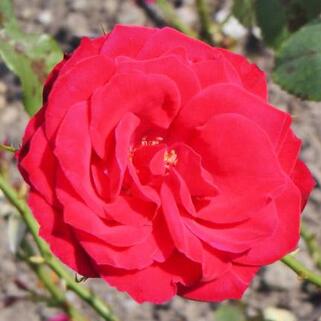 Роза парково-кустовая Чамплейн (Champlain)