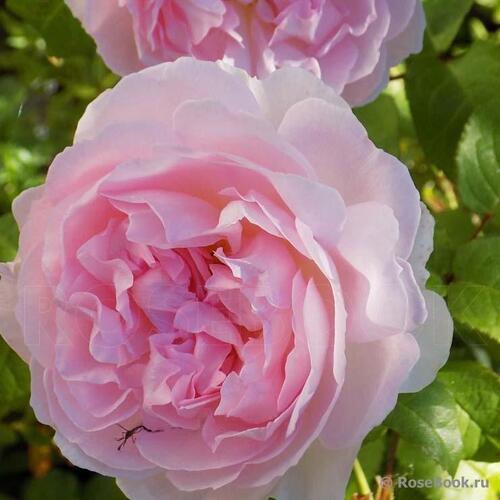 Роза английская кустовая Шарифа Асма (Sharifa Asma)