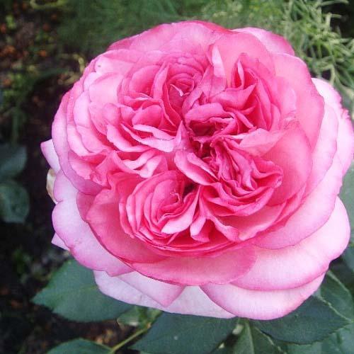 Роза чайно-гибридная Вальцэртраум (Walzertraum)