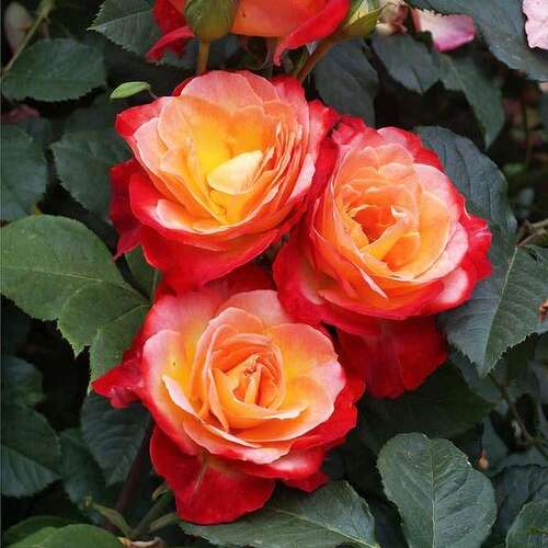 Роза флорибунда Пигаль (Pigalle)