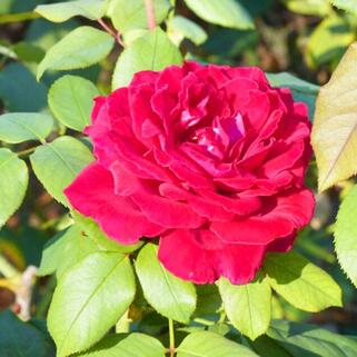 Роза чайно-гибридная Ботэро (Botero)