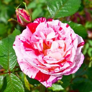 Роза флорибунда Сентименталь (Scentimental)