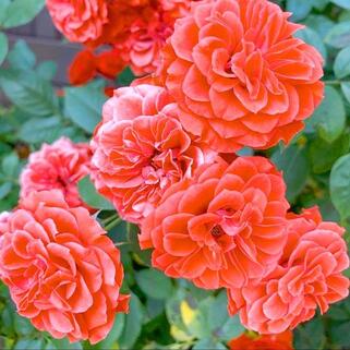 Роза плетистая Оранж Мейландина (Orange Meillandina)