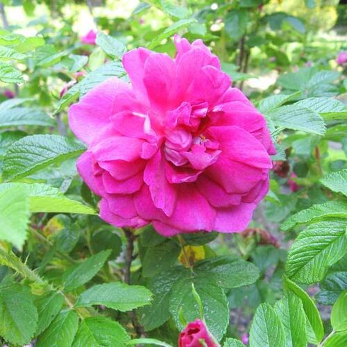 Роза парково-кустовая Ханса (Hansa)